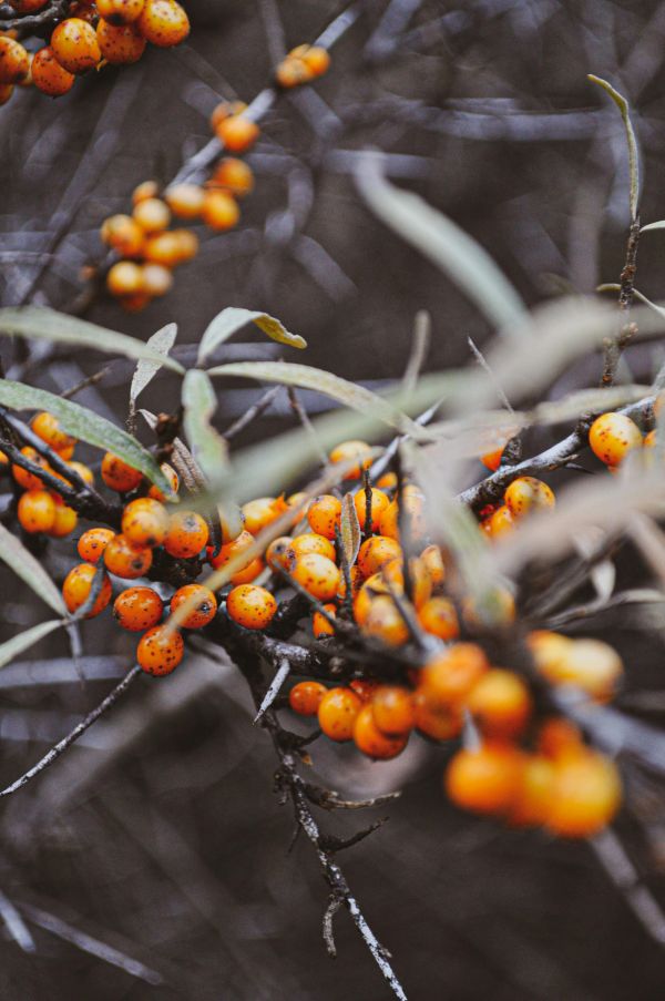Why sea buckthorn is more than just a berry for health benefits
